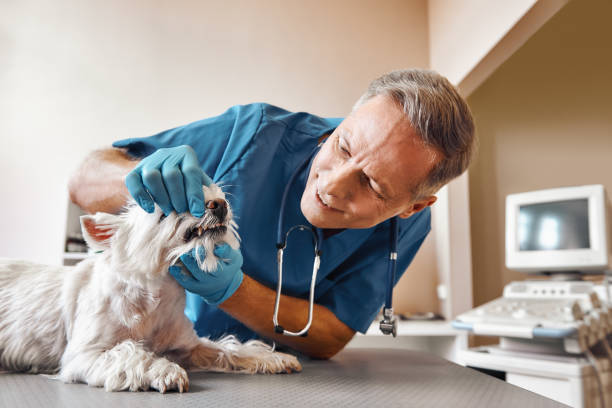 Best Emergency Tooth Extraction in East Speer, NC